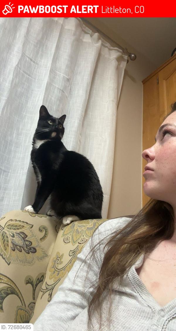 Lost Male Cat last seen hse, Littleton, CO 80123