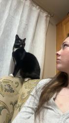 Lost Male Cat last seen hse, Littleton, CO 80123