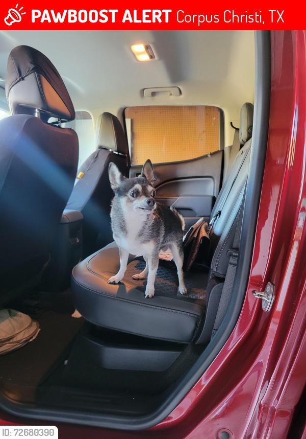 Lost Male Dog last seen Mcardle road, Rodd Field Road, Corpus Christi, TX 78412
