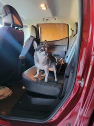 Lost Male Dog last seen Mcardle road, Rodd Field Road, Corpus Christi, TX 78412