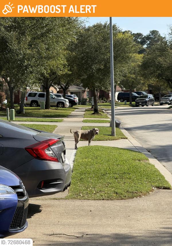Found/Stray Unknown Dog last seen Fowler Park & Willow Creek, Montgomery County, TX 77385