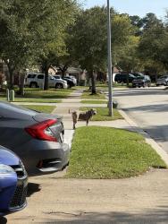 Found/Stray Unknown Dog last seen Fowler Park & Willow Creek, Montgomery County, TX 77385