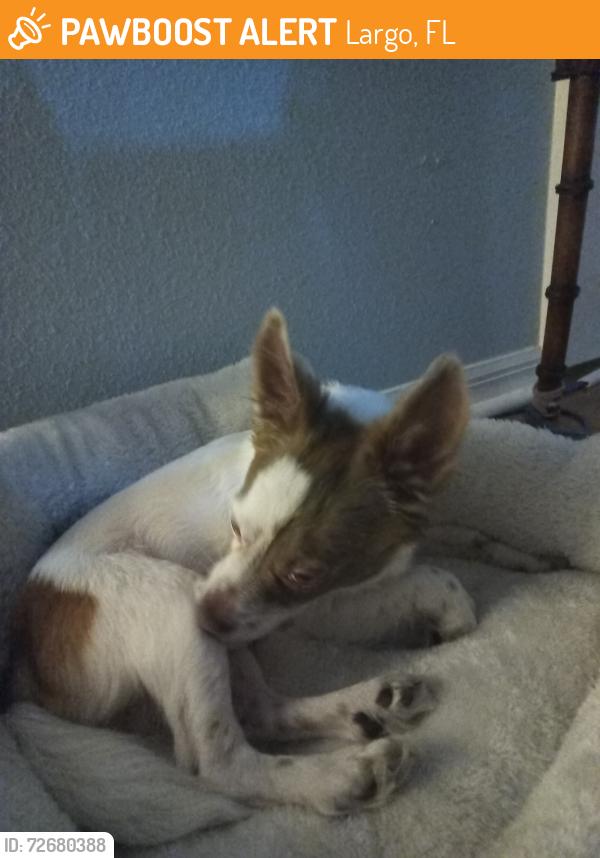 Found/Stray Male Dog last seen Middle of the road, Largo, FL 33764