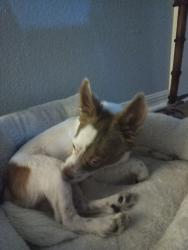 Found/Stray Male Dog last seen Middle of the road, Largo, FL 33764