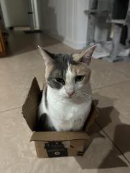 Lost Female Cat last seen O’a Street, Kanuku Street, Aiea, HI 96701