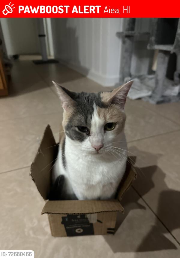 Lost Female Cat last seen O’a Street, Kanuku Street, Aiea, HI 96701