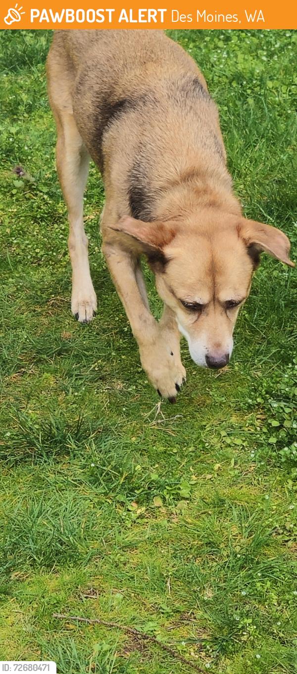 Found/Stray Female Dog last seen 30th Ave S and S 224th DesMoines, WA, Des Moines, WA 98198