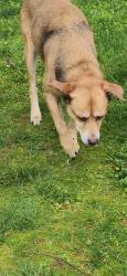 Found/Stray Female Dog last seen 30th Ave S and S 224th DesMoines, WA, Des Moines, WA 98198
