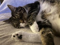 Lost Female Cat last seen new port richey, New Port Richey, FL 34653