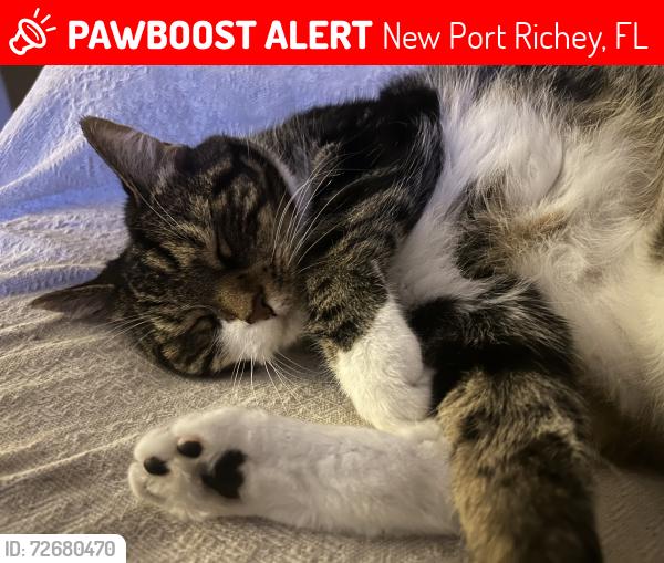 Lost Female Cat last seen new port richey, New Port Richey, FL 34653