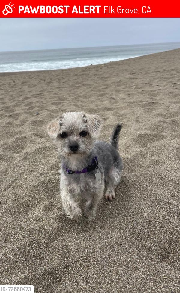 Lost Female Dog last seen Monterey Oaks Dr, Elk Grove, CA 95758