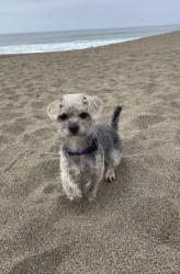 Lost Female Dog last seen Monterey Oaks Dr, Elk Grove, CA 95758