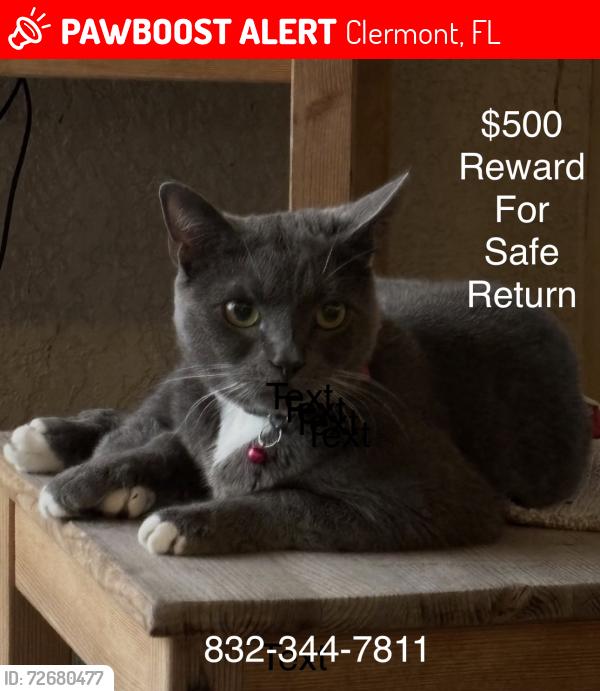 Lost Female Cat last seen Imperial Point Terrace , Clermont, FL 34711