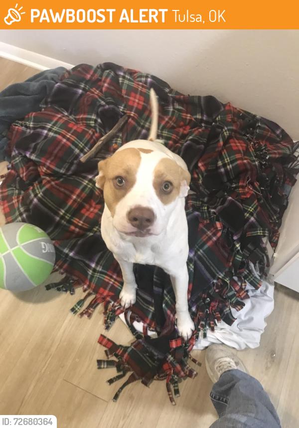 Found/Stray Male Dog last seen 22ed and 28th south sheriden, Tulsa, OK 74114