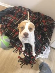 Found/Stray Male Dog last seen 22ed and 28th south sheriden, Tulsa, OK 74114