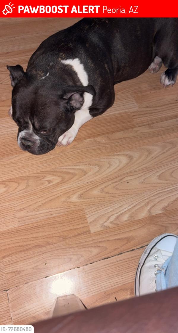 Lost Female Dog last seen 91st olive , Peoria, AZ 85345