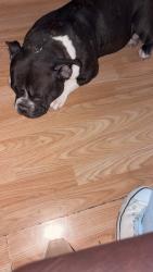 Lost Female Dog last seen 91st olive , Peoria, AZ 85345