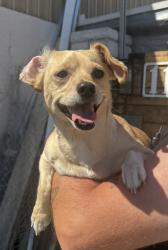 Found/Stray Female Dog last seen Ramona between 120th and Broadway , Hawthorne, CA 90250