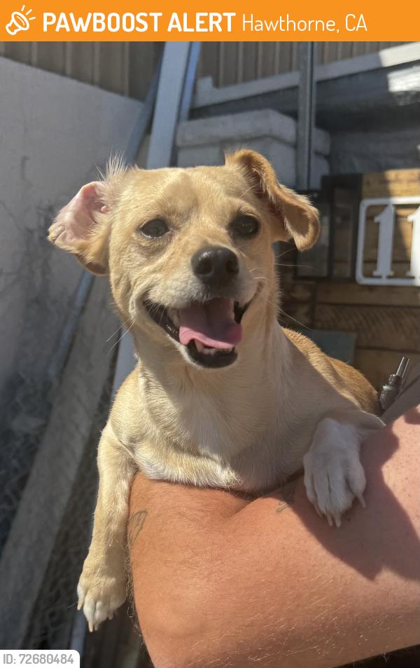 Found/Stray Female Dog last seen Ramona between 120th and Broadway , Hawthorne, CA 90250