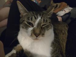 Lost Male Cat last seen Near Rita's water ice, West Bradford Township, PA 19335