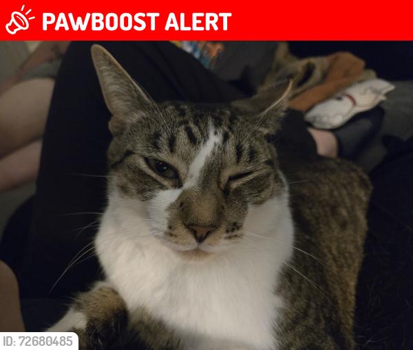 Lost Male Cat last seen Near Rita's water ice, West Bradford Township, PA 19335