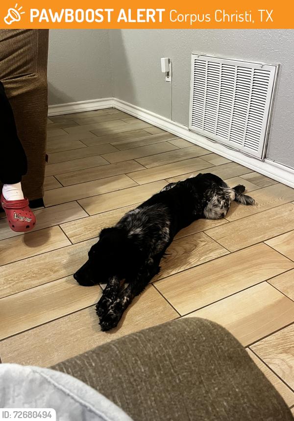 Found/Stray Male Dog last seen Leopard St , Corpus Christi, TX 78410