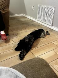 Found/Stray Male Dog last seen Leopard St , Corpus Christi, TX 78410