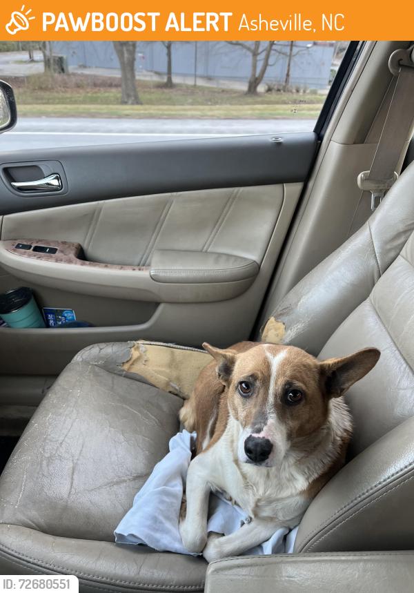 Found/Stray Female Dog last seen French Broad River Academy , Asheville, NC 28806
