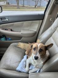 Found/Stray Female Dog last seen French Broad River Academy , Asheville, NC 28806