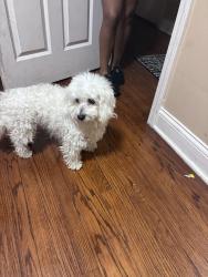 Found/Stray Male Dog last seen Westend , Chicago, IL 60624