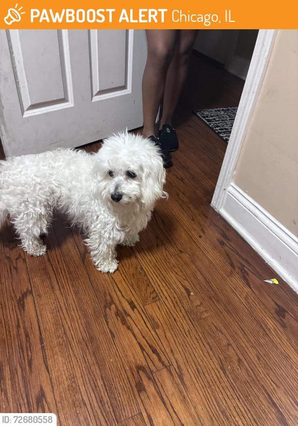 Found/Stray Male Dog last seen Westend , Chicago, IL 60624