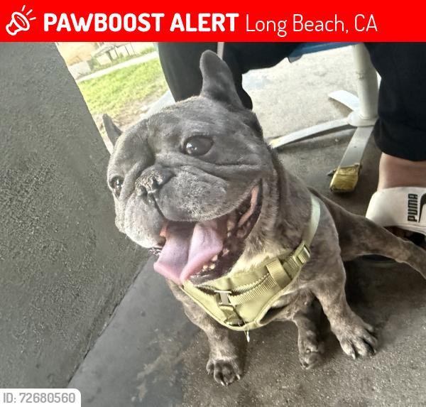Lost Male Dog last seen Cedar and 14th , Long Beach, CA 90813
