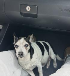 Lost Male Dog last seen Near Caesars Way Norcross GA, Norcross, GA 30093