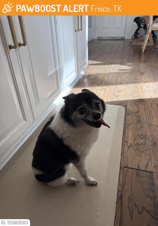 Found/Stray Male Dog last seen Keystone and San Andres, Frisco, TX 75033