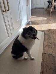 Found/Stray Male Dog last seen Keystone and San Andres, Frisco, TX 75033