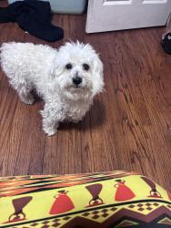 Found/Stray Male Dog last seen Westend, Chicago, IL 60624