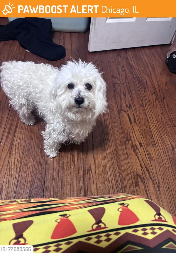 Found/Stray Male Dog last seen Westend, Chicago, IL 60624