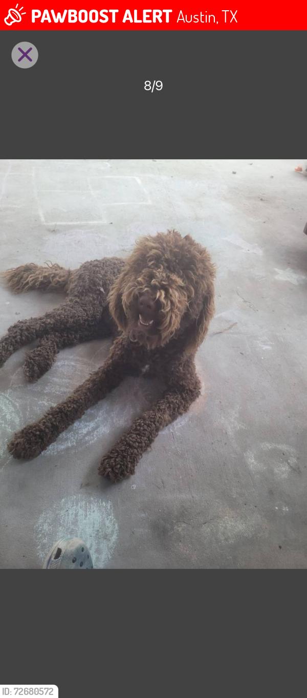 Lost Female Dog last seen Pamela drive, Austin, TX 78728