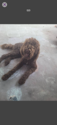Lost Female Dog last seen Pamela drive, Austin, TX 78728