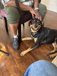 Lost Female Dog last seen Harper and 94 , Detroit, MI 48224