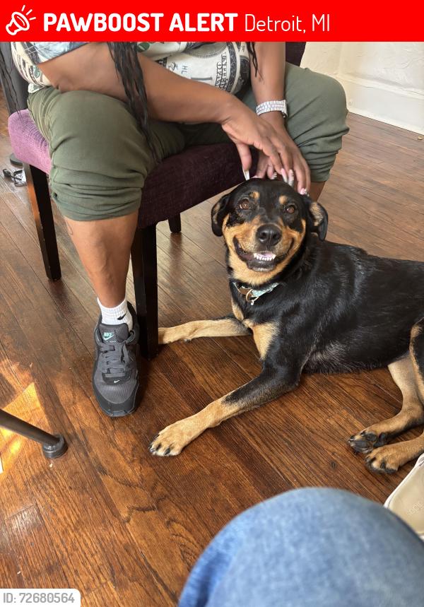 Lost Female Dog last seen Harper and 94 , Detroit, MI 48224