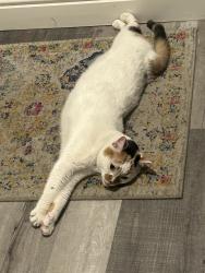 Found/Stray Female Cat last seen Near Buena Park Target on Western and Orangethorpe, Buena Park, CA 90621