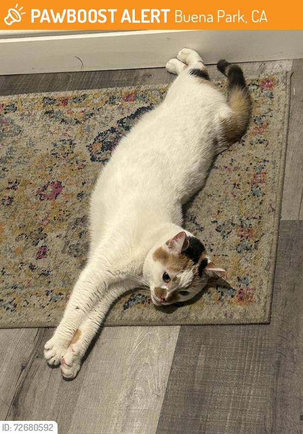Found/Stray Female Cat last seen Near Buena Park Target on Western and Orangethorpe, Buena Park, CA 90621