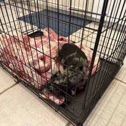 Lost Male Dog last seen West Tarpon , Port Charlotte, FL 33952