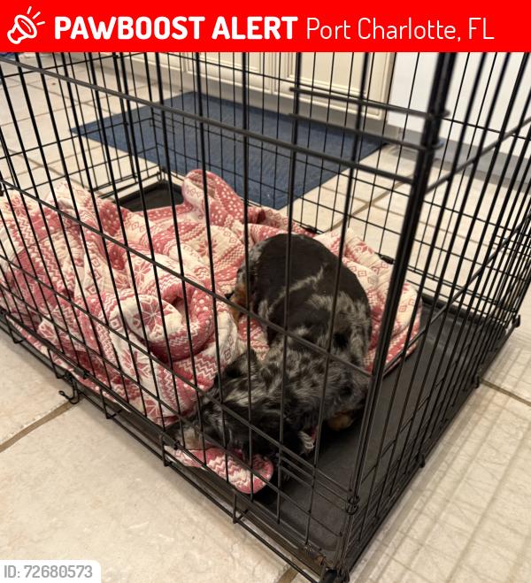 Lost Male Dog last seen West Tarpon , Port Charlotte, FL 33952