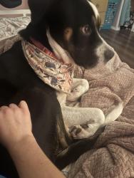 Lost Female Dog last seen Burn hill road, Arlington, WA 98223
