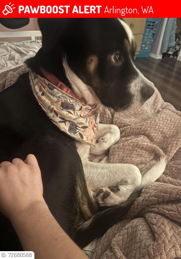 Lost Female Dog last seen Burn hill road, Arlington, WA 98223