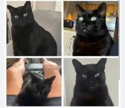Lost Male Cat last seen Near HEB store and galleria , Bee Cave, TX 78738