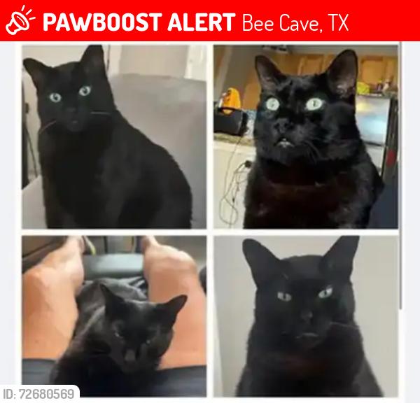 Lost Male Cat last seen Near HEB store and galleria , Bee Cave, TX 78738