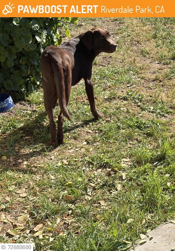 Found/Stray Male Dog last seen Riverdale rd and Greenlawn Avenue. West Modesto., Riverdale Park, CA 95358